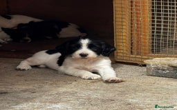 English Springer Spaniel dogs for sale: English Springer Spaniel dogs - Image 5