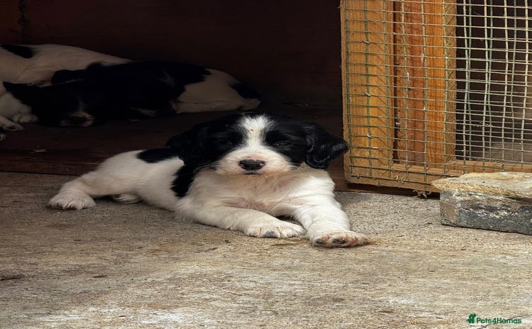 English Springer Spaniel dogs - Advert 11