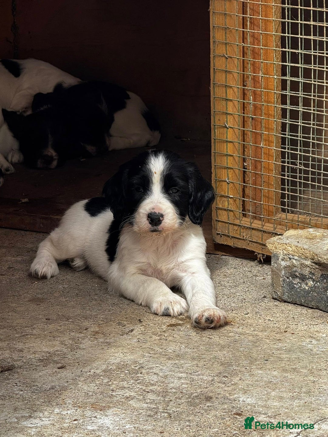 English Springer Spaniel dogs for sale: English Springer Spaniel dogs - Image 5