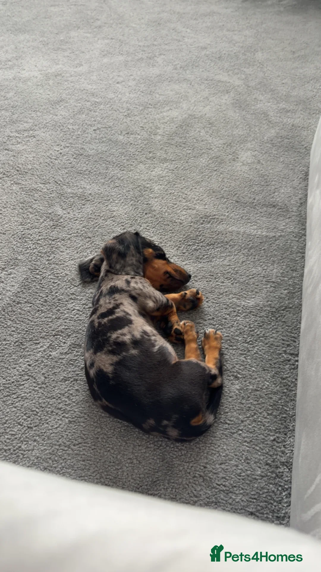 Miniature Dachshund dogs for sale: Miniature dachshund  - Advert 2