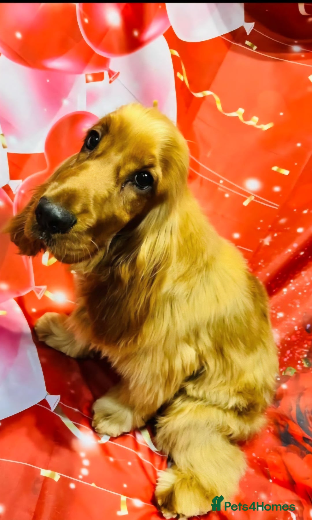 Cocker Spaniel dogs for sale: KC Golden Show Spaniels - Advert 19