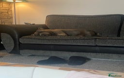 Staffordshire Bull Terrier dogs for sale: Blue Staffordshire  - Image 3