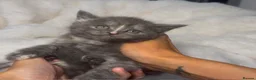 Mixed Breed cats for sale: Bsh cross maincoon  - Advert 5