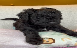 Miniature Poodle dogs for stud: MOYEN POODLE CROSS - IDEAL FOR DOODLE PUPPIES - Advert 15