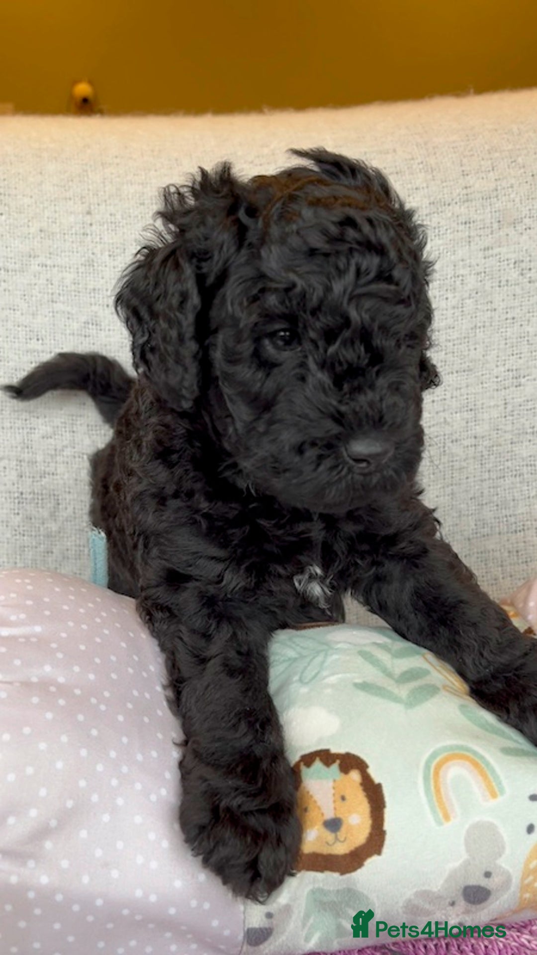 Miniature Poodle dogs for stud: MOYEN POODLE CROSS - IDEAL FOR DOODLE PUPPIES - Advert 15