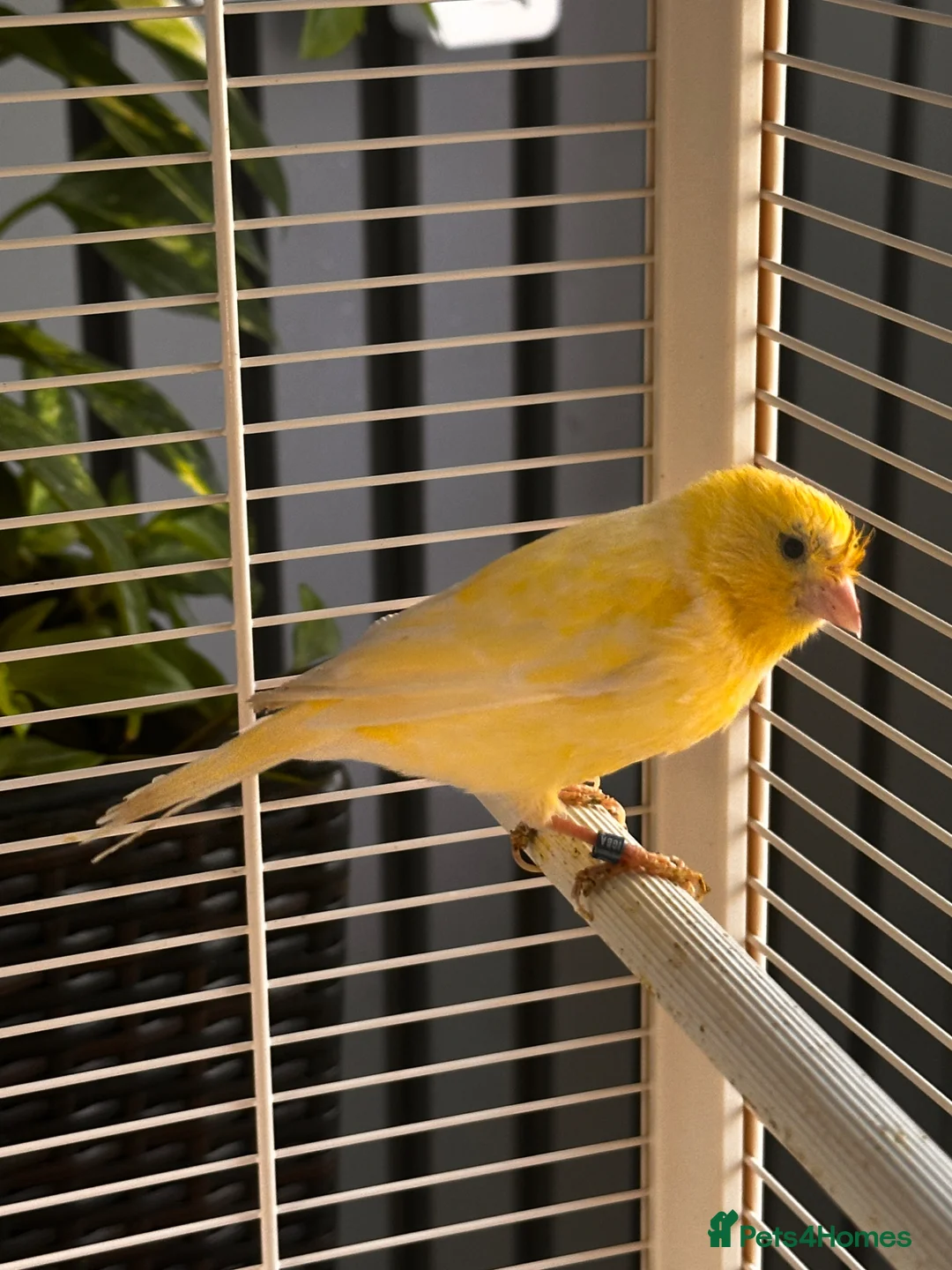 Canaries birds for sale: 3 beautiful canaries  in Margate - Advert 2