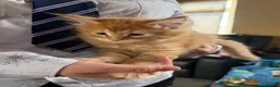 Maine Coon cats for sale: Maine coon - Advert 4
