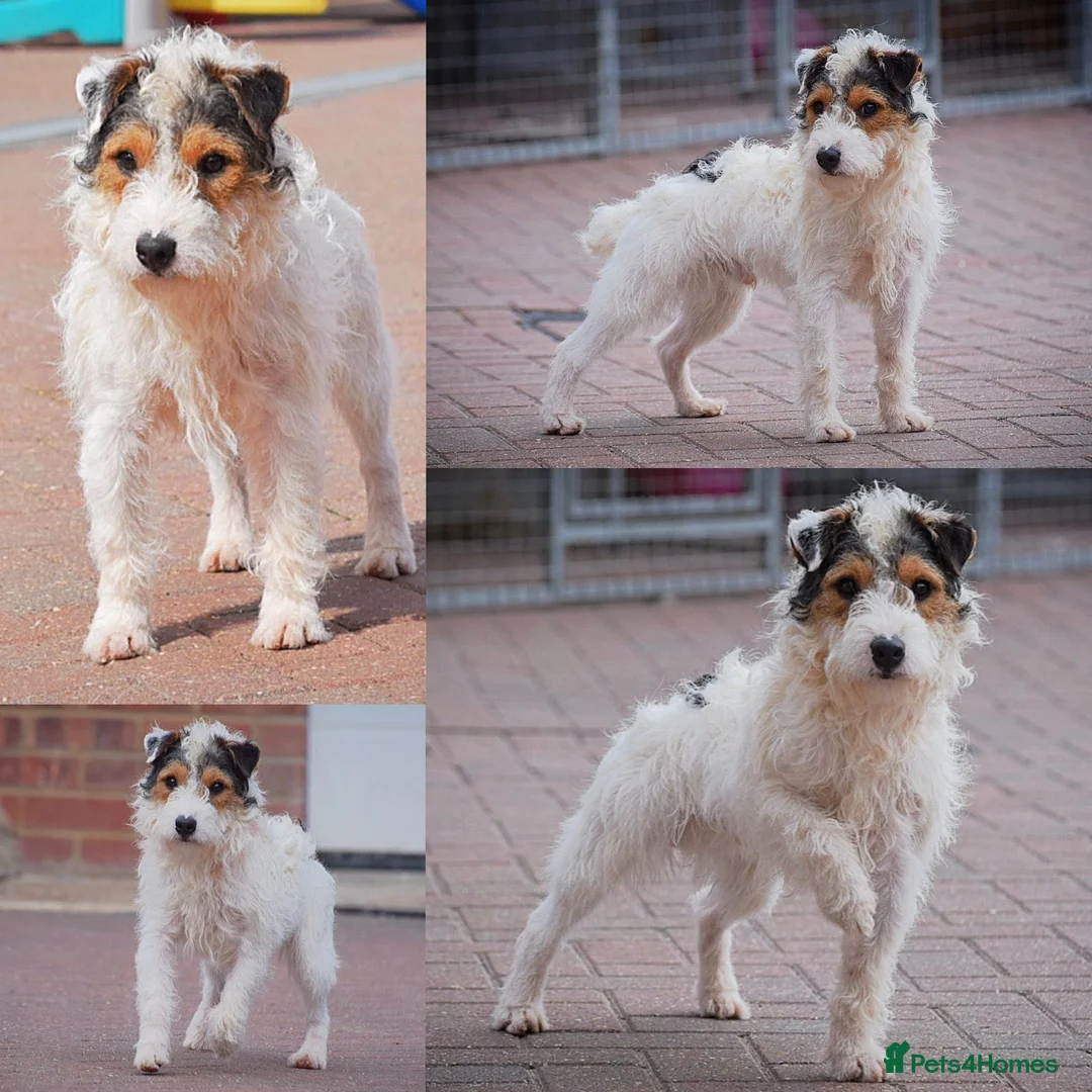 Parson Russell dogs for stud: 5 star licensed registered breeder - Advert 7