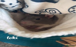 Rat rodents for sale: 5 male rats looking for a new home - Image 2