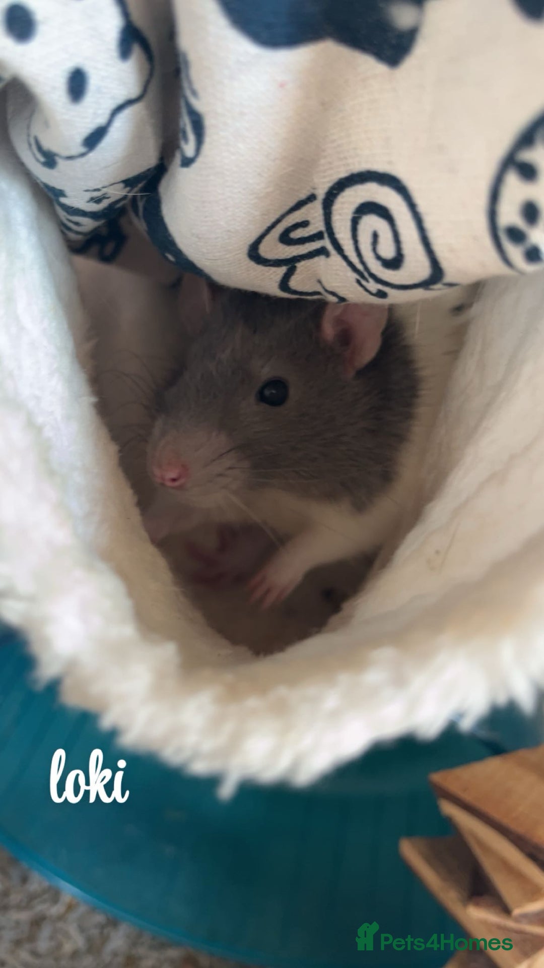 Rat rodents for sale: 5 male rats looking for a new home - Image 2
