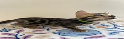 Bengal cats for sale: READY TO GO! Pure Pedigree Bengal Kittens TICA Reg - Advert 19