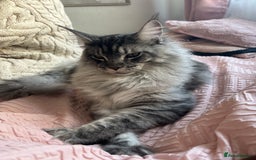 Maine Coon cats for sale: Maine Coon Male For Sale - TITAN - Advert 1