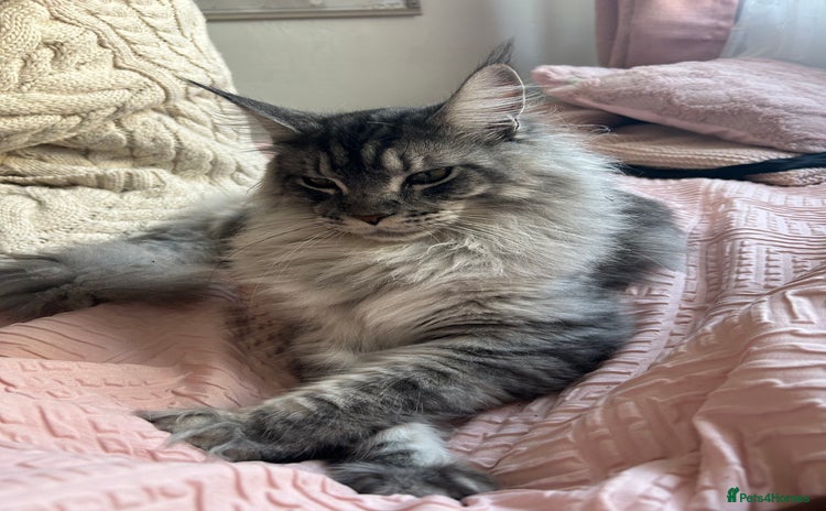 Maine Coon cats Maine Coon Male For Sale - TITAN - Advert 1