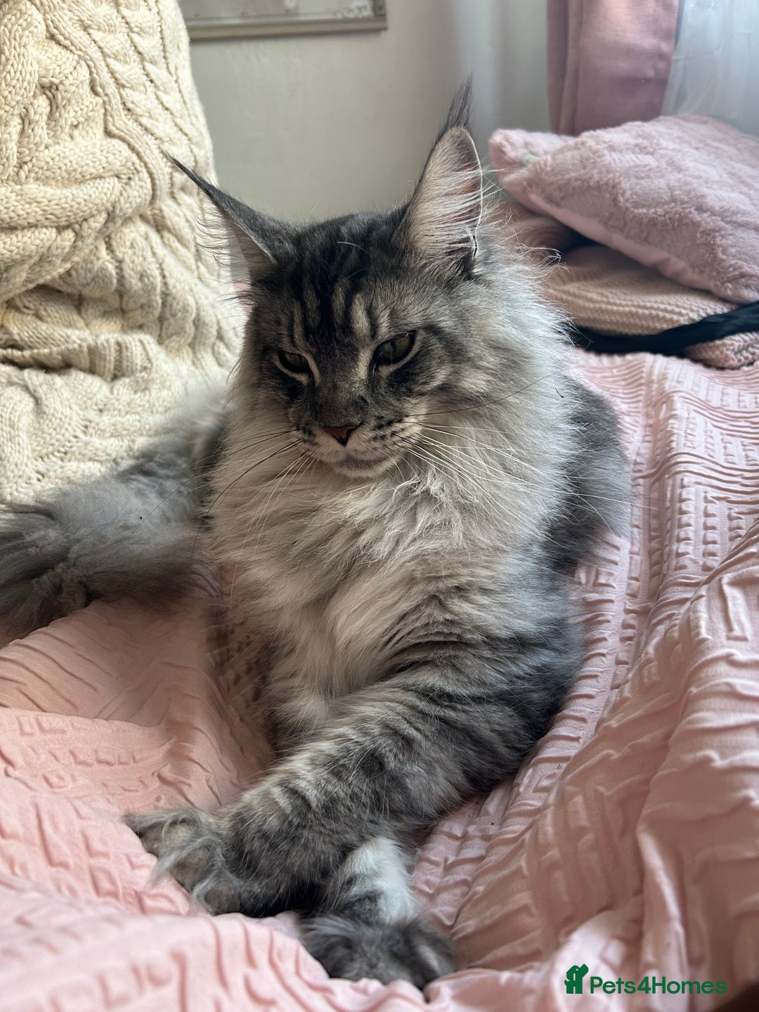 Maine Coon cats for sale: Maine Coon Male For Sale - TITAN - Advert 1