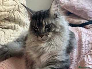 Maine Coon cats Maine Coon Male For Sale - TITAN - Advert 7