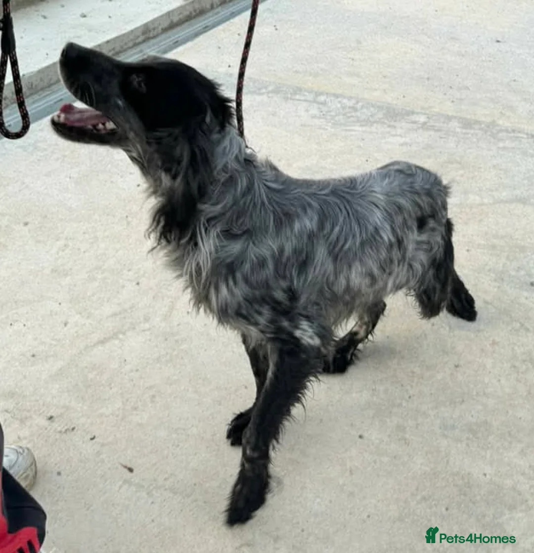 English Setter dogs for adoption: Enzo needs a loving home  - Advert 6