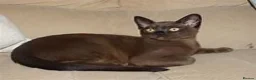 Burmese cats for sale: Beautiful Pedigree Lilac Tortie Burmese Kitten - Advert 13