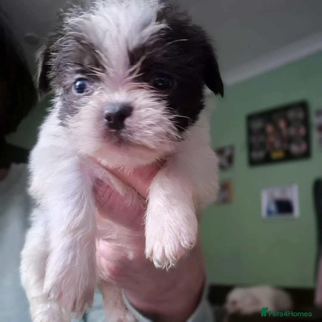 Malshi dogs for sale: I have 1 boy left  - Advert 6