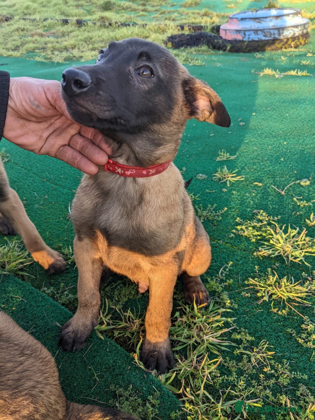 Belgian Shepherd Dog dogs for sale: Belgian Malinois - Advert 10