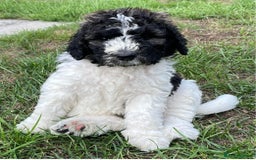 Saint Bernard dogs for sale: St Berdoodle (Saint Bernard standard Poodle) - Image 30
