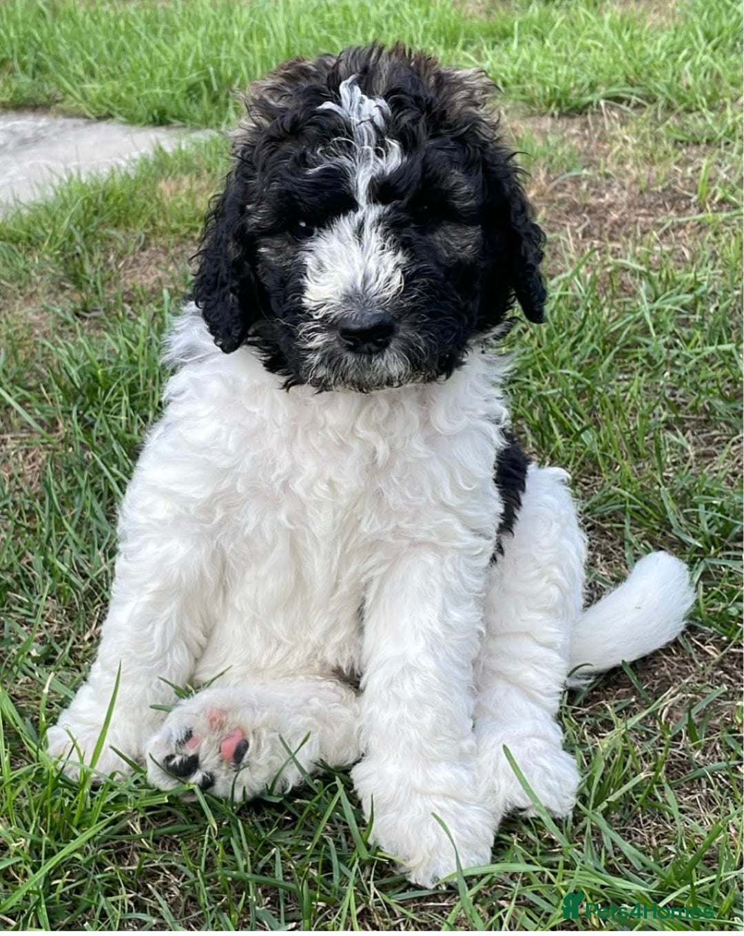 Saint Bernard dogs for sale: St Berdoodle (Saint Bernard standard Poodle) - Image 30