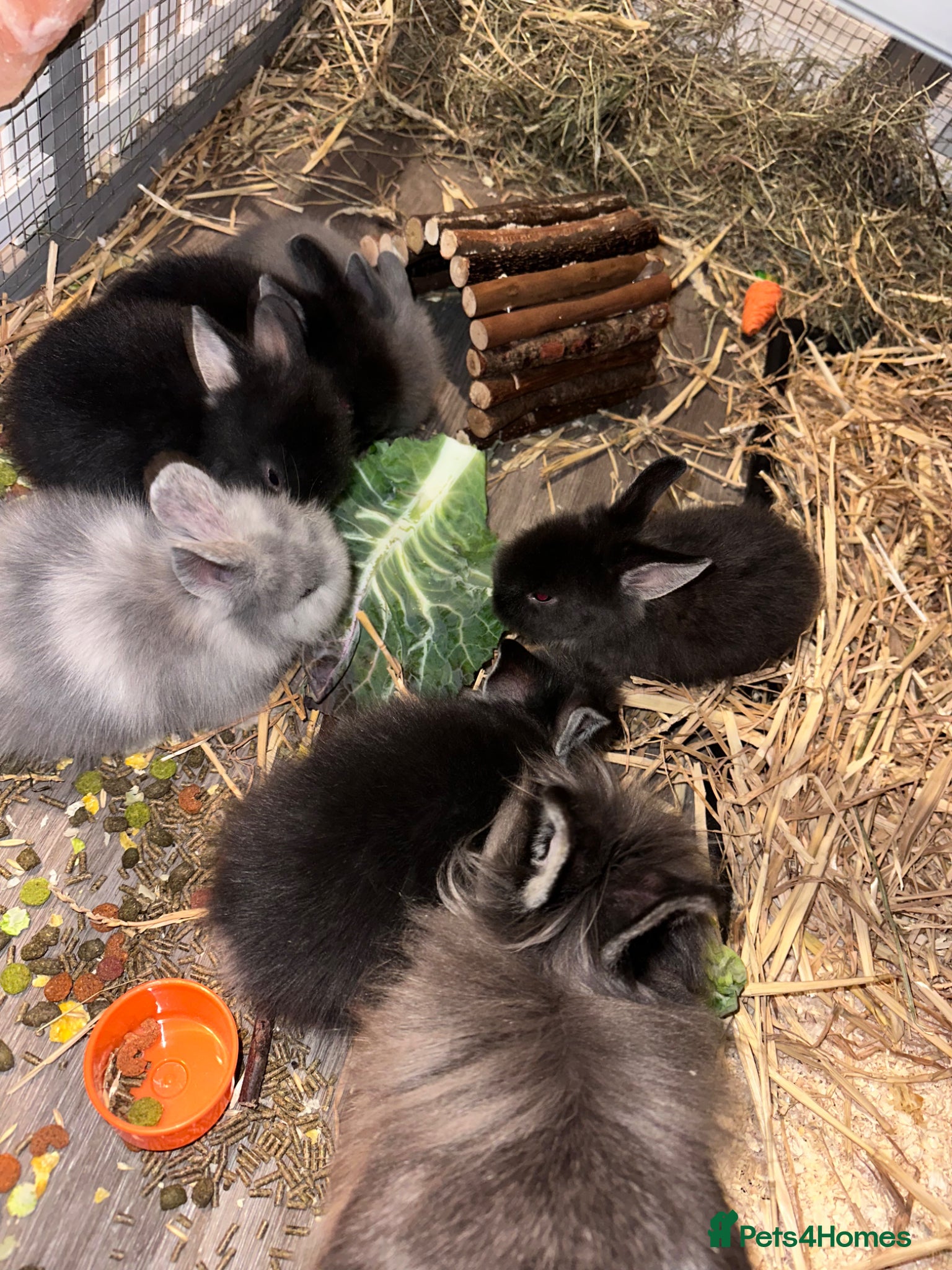 Lionhead rabbits Beautiful double mane Lionhead bunnies 🐰😍 - Advert 2