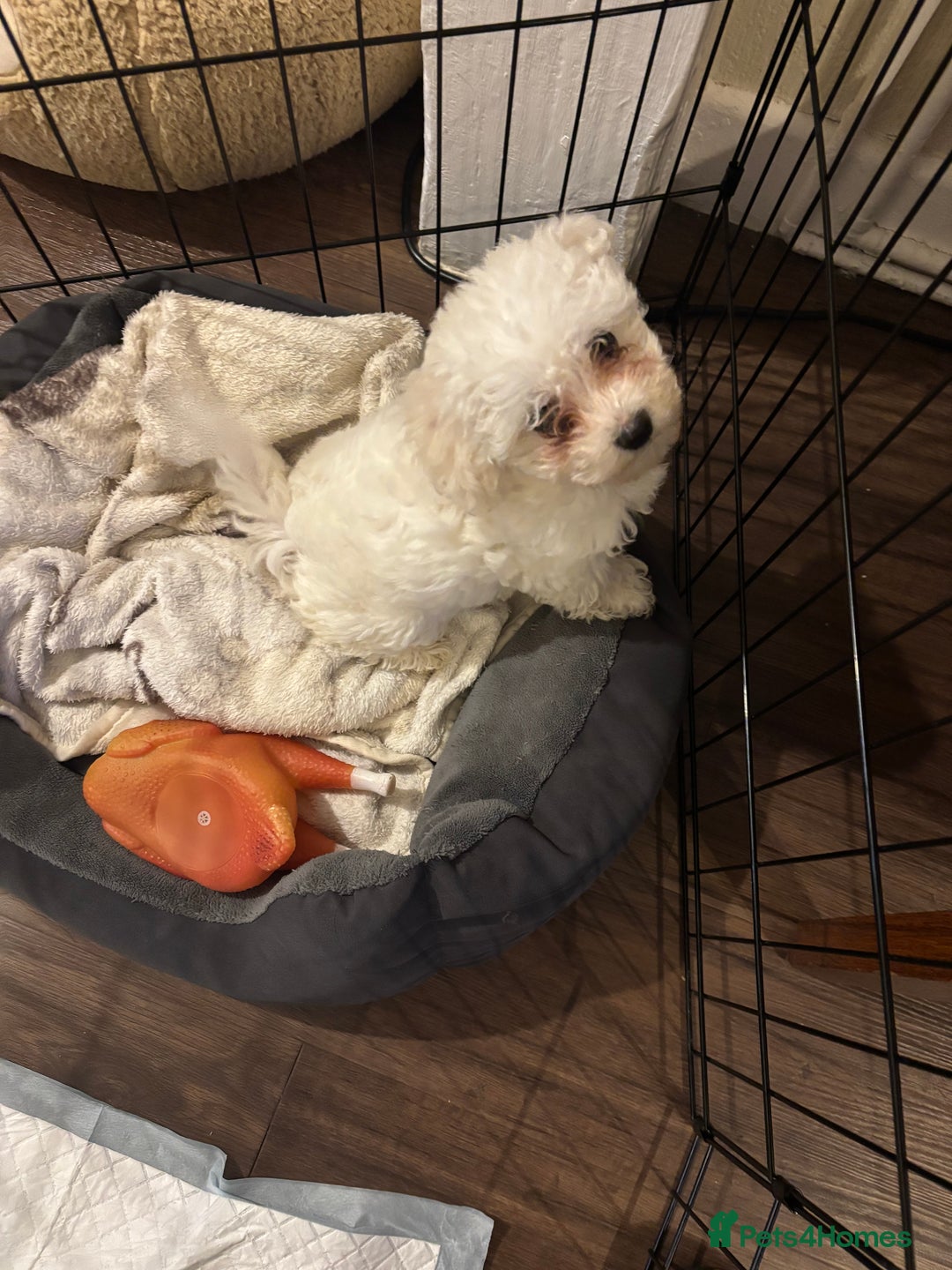 Maltese dogs for sale: Adorable Maltese female puppy - Advert 3