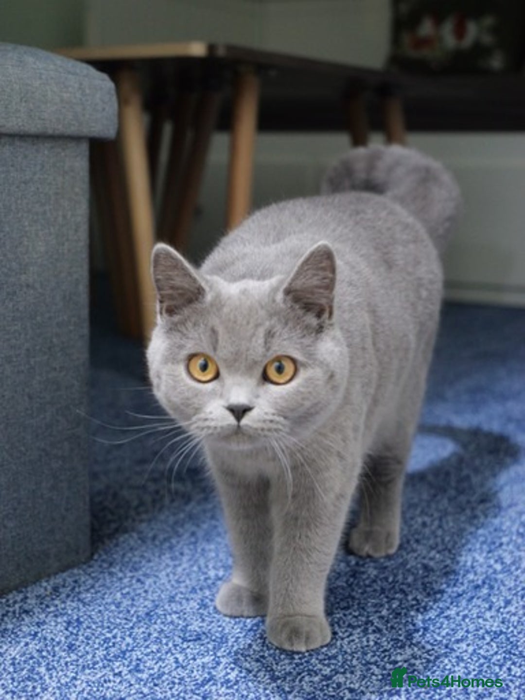 British Shorthair cats for sale: British short hr - Image 4