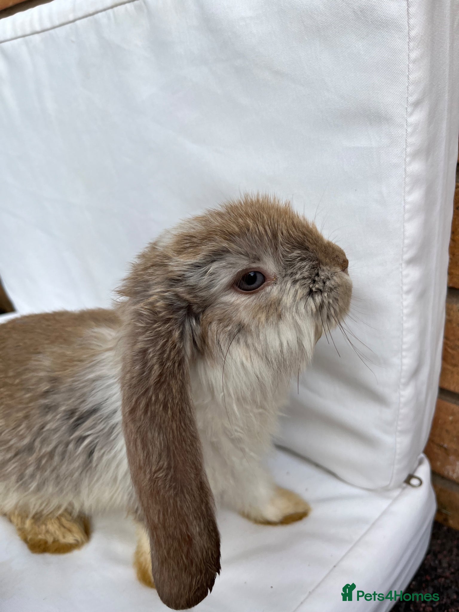 French Lop rabbits for sale: 🐰 Full breed French Lops Ready to Leave 🐰 - Advert 17