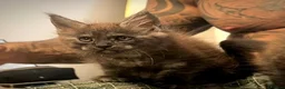 Maine Coon cats for sale: Maine coon - Advert 5