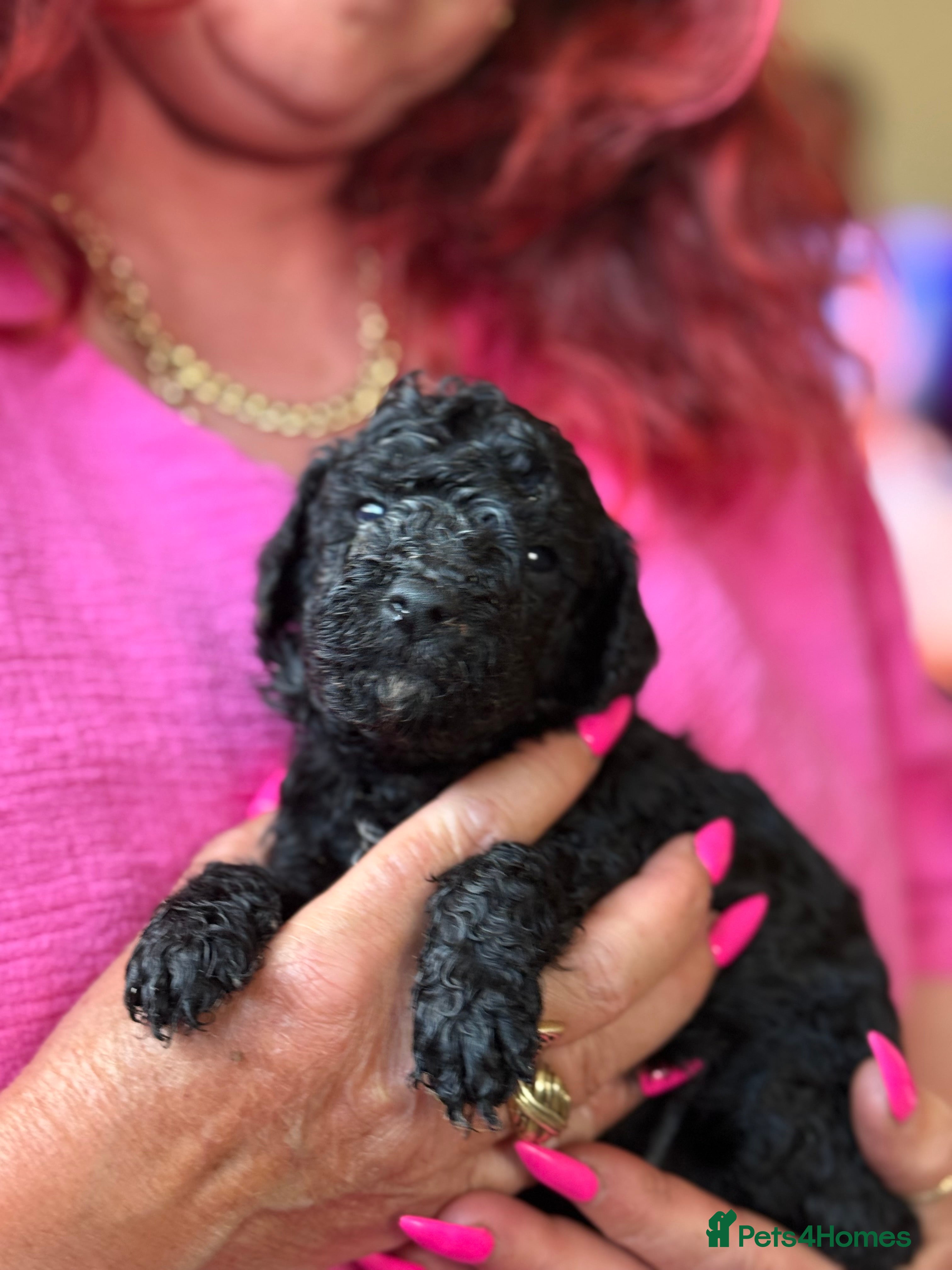 Mixed Breed dogs Adorable Poodle Puppies - Advert 15