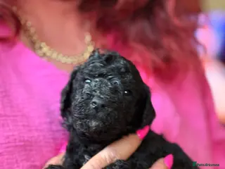 Mixed Breed dogs Adorable Poodle Puppies - Advert 15