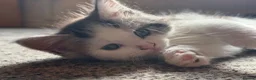 Maine Coon cats for sale: 3/4 Maine Coon Kittens in Gaerwen - Advert 9
