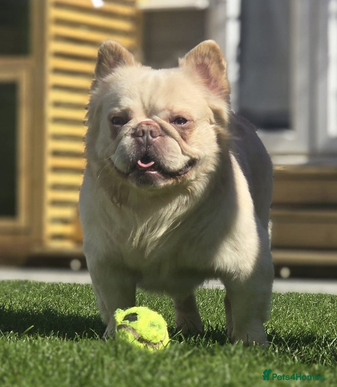 French Bulldog dogs for sale: Fluffy French bulldog  - Image 8