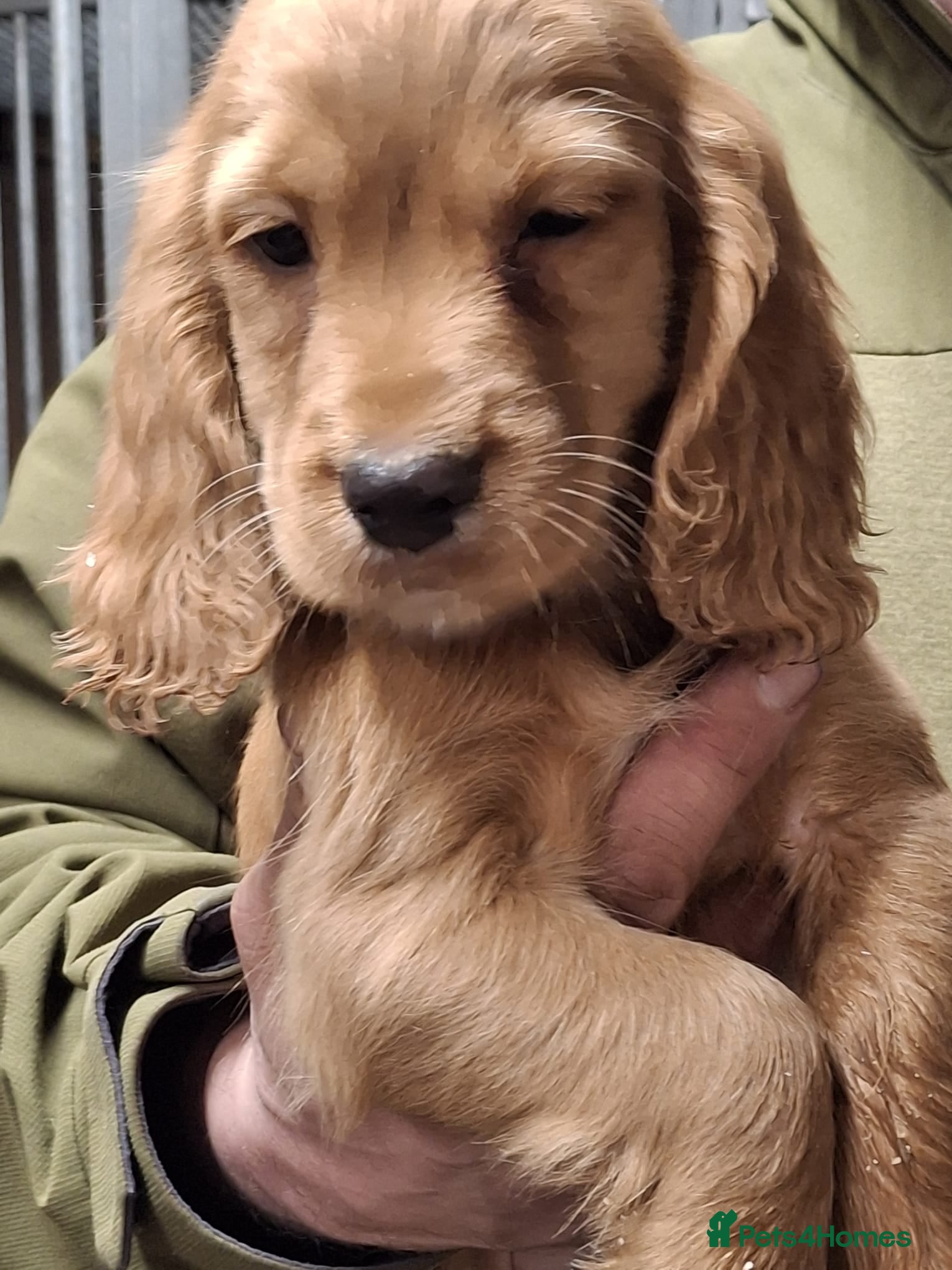 Cocker Spaniel dogs Stunning FTC Kc registered, Cocker spaniel puppies - Advert 6