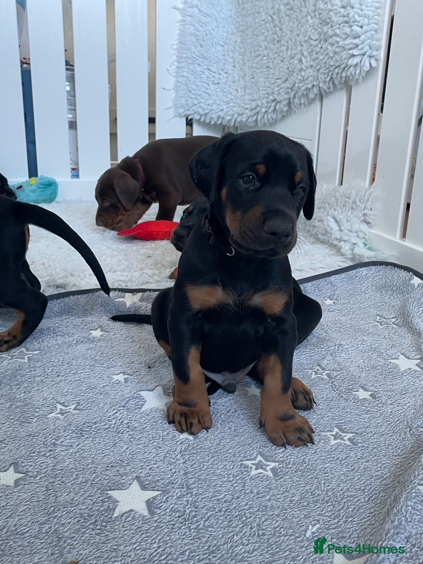Dobermann dogs KC Reg Doberman - Health tested parents - Advert 1