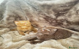 British Shorthair cats for stud: Tica reg Cinnamon bi colour stud  - Advert 4