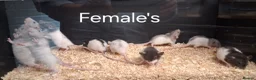 Rat rodents for sale: Baby Dumbo Rat's Male's & Female's - Advert 1