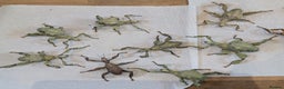 Stick Insects invertebrates for sale: Macleay's/ giant prickly (Extatosoma tiaratum) - Advert 5
