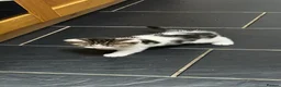 Mixed Breed cats for sale: 2 beautiful kittens. - Advert 16
