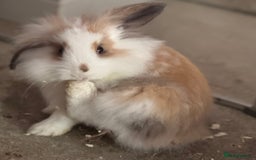 Lionhead rabbits for sale: 2 Lionhead Girls For Rehoming  - Image 4