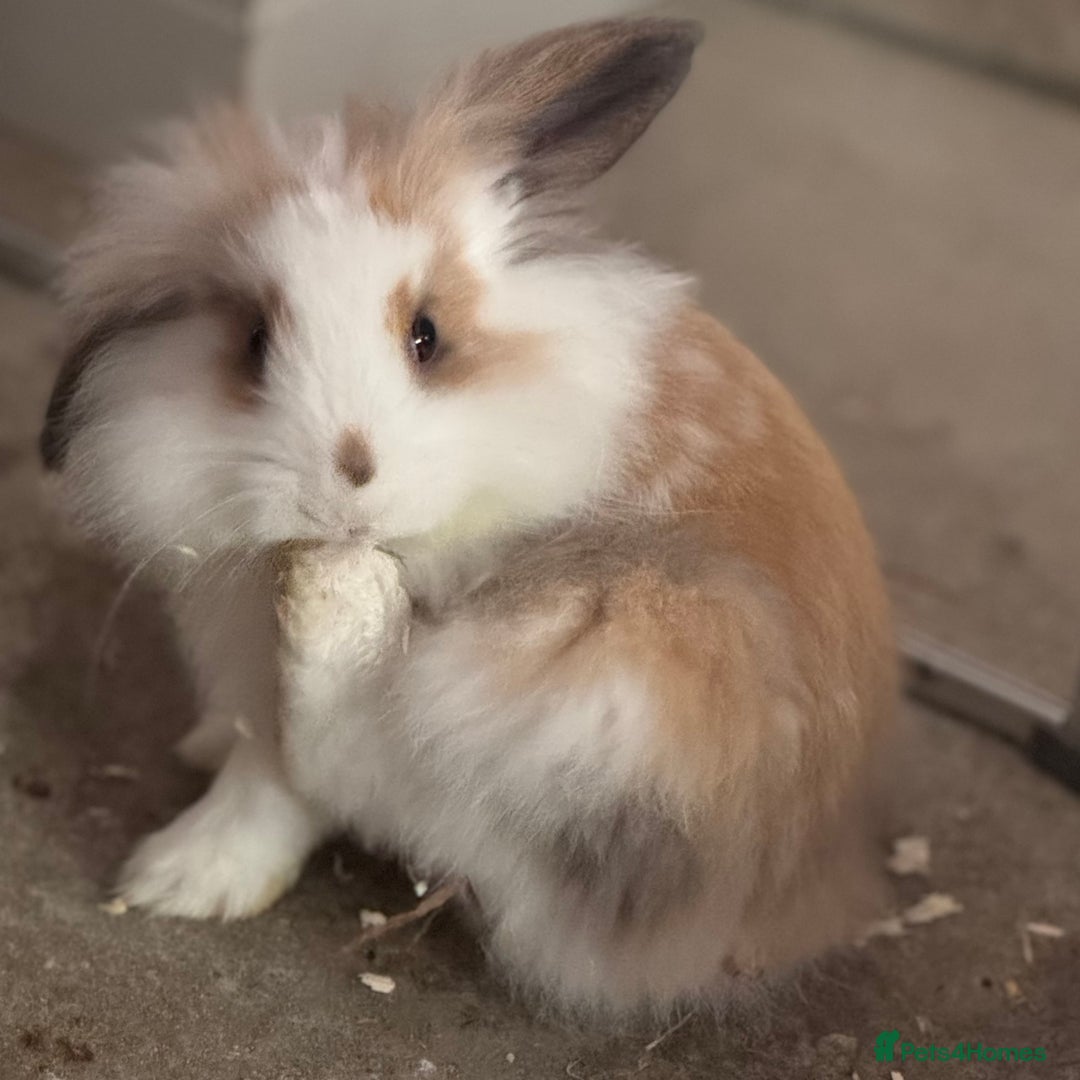 Lionhead rabbits for sale: 2 Lionhead Girls For Rehoming  - Image 4