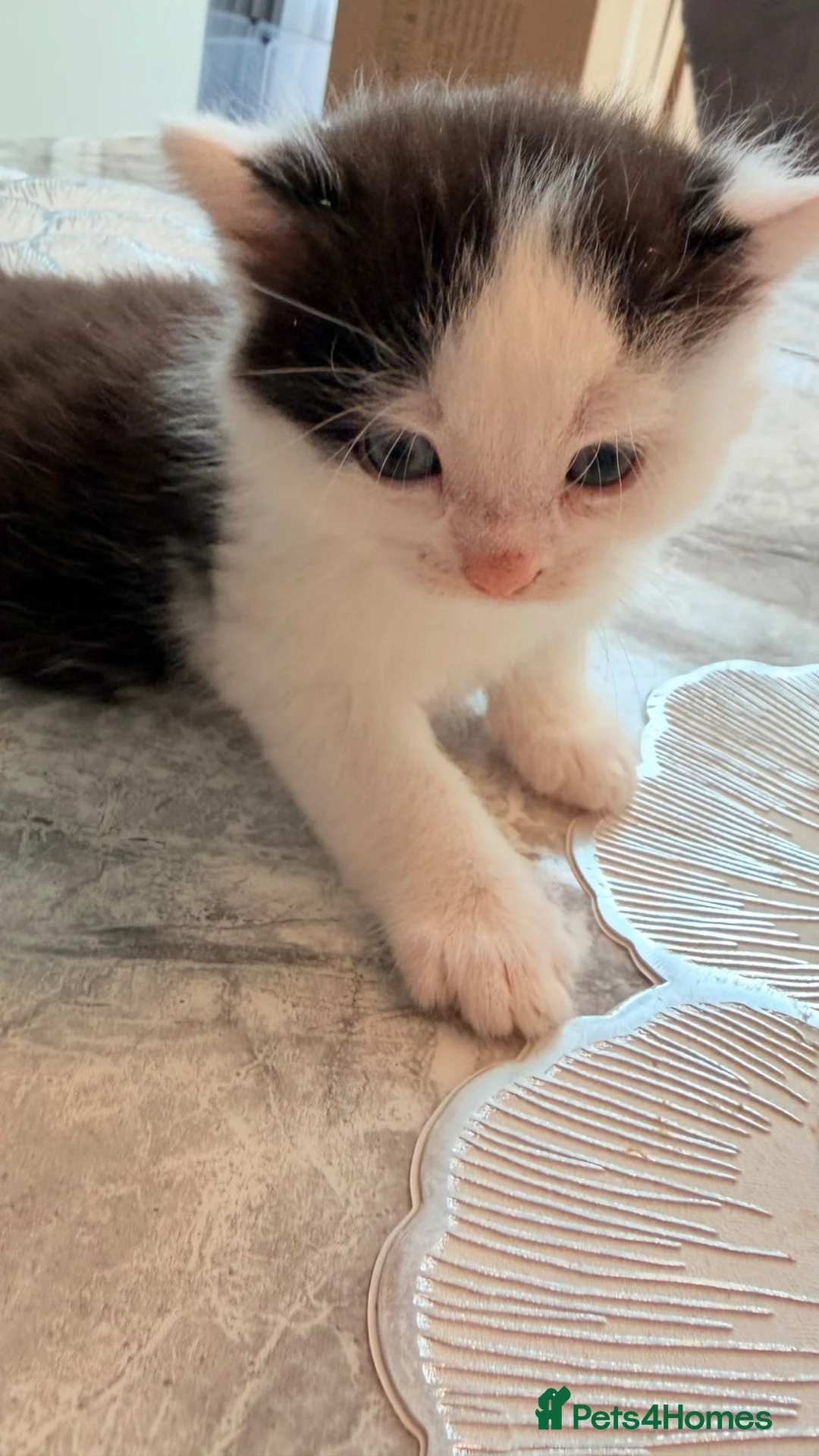 Mixed Breed cats for sale: Adorable and very cuddly male kitten - Advert 4