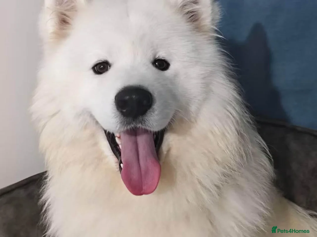 Samoyed dogs for stud: Samoyed for stud - Advert 1