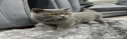 British Shorthair cats for sale: 100% PURE 1 SILVER BOY+1 SILVER GIRL LEFT - Advert 6