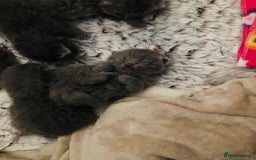 British Shorthair cats for sale: British Blue SH Kittens - Image 2