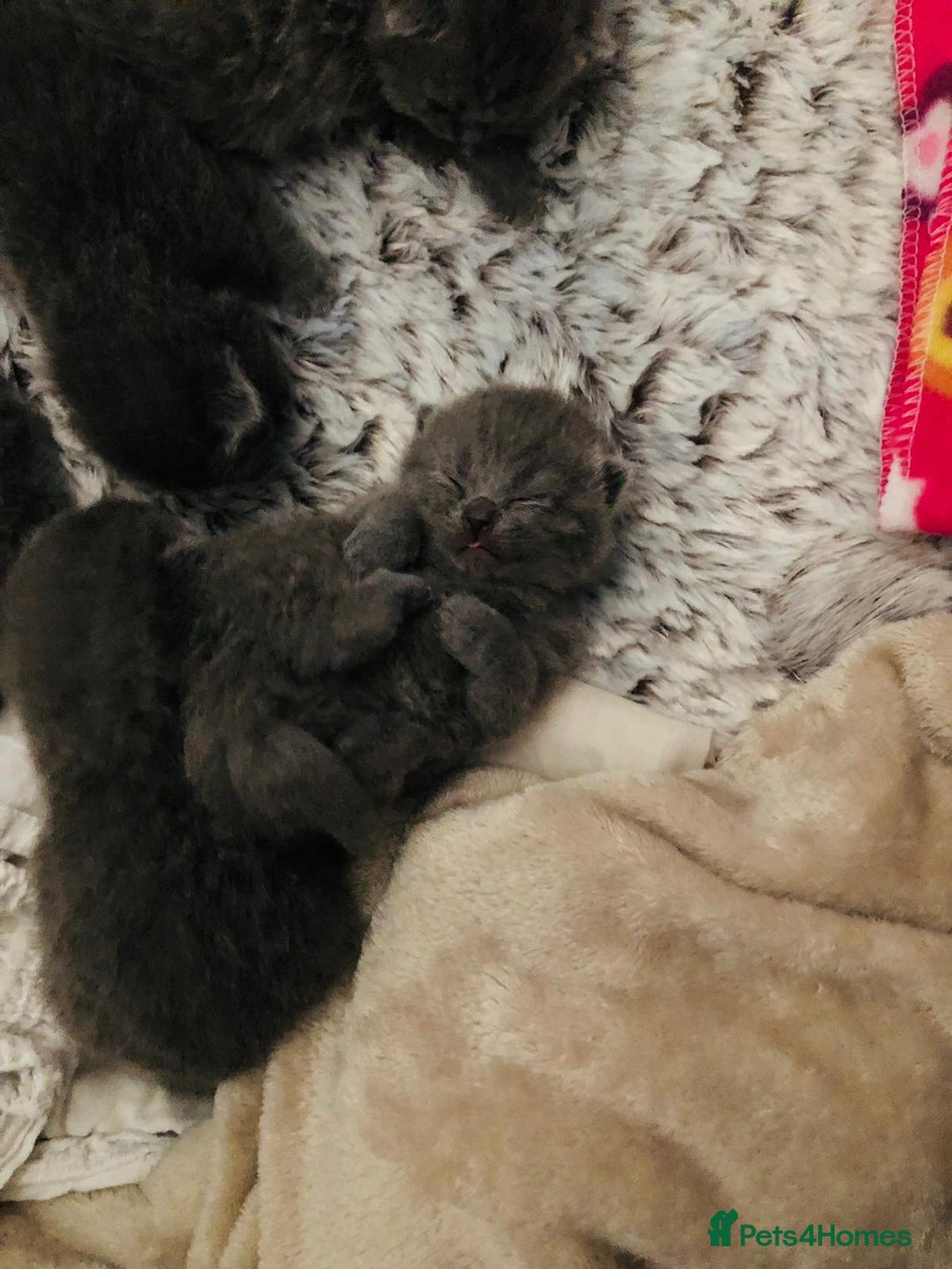 British Shorthair cats for sale: British Blue SH Kittens - Image 2