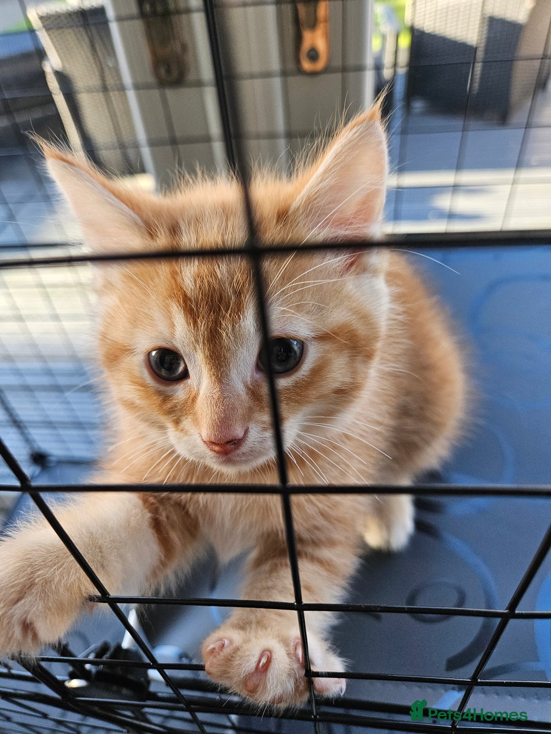 Ragdoll cats for sale: Ragdoll male - Advert 3