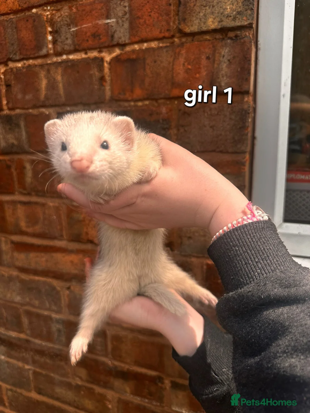 Ferret rodents for sale: Litter of 6 stunning ferrets  in Worksop - Advert 1