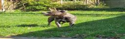 Staffordshire Bull Terrier dogs for stud: Male for Stud - "Sexy Rexy"  in Wolverhampton - Advert 9